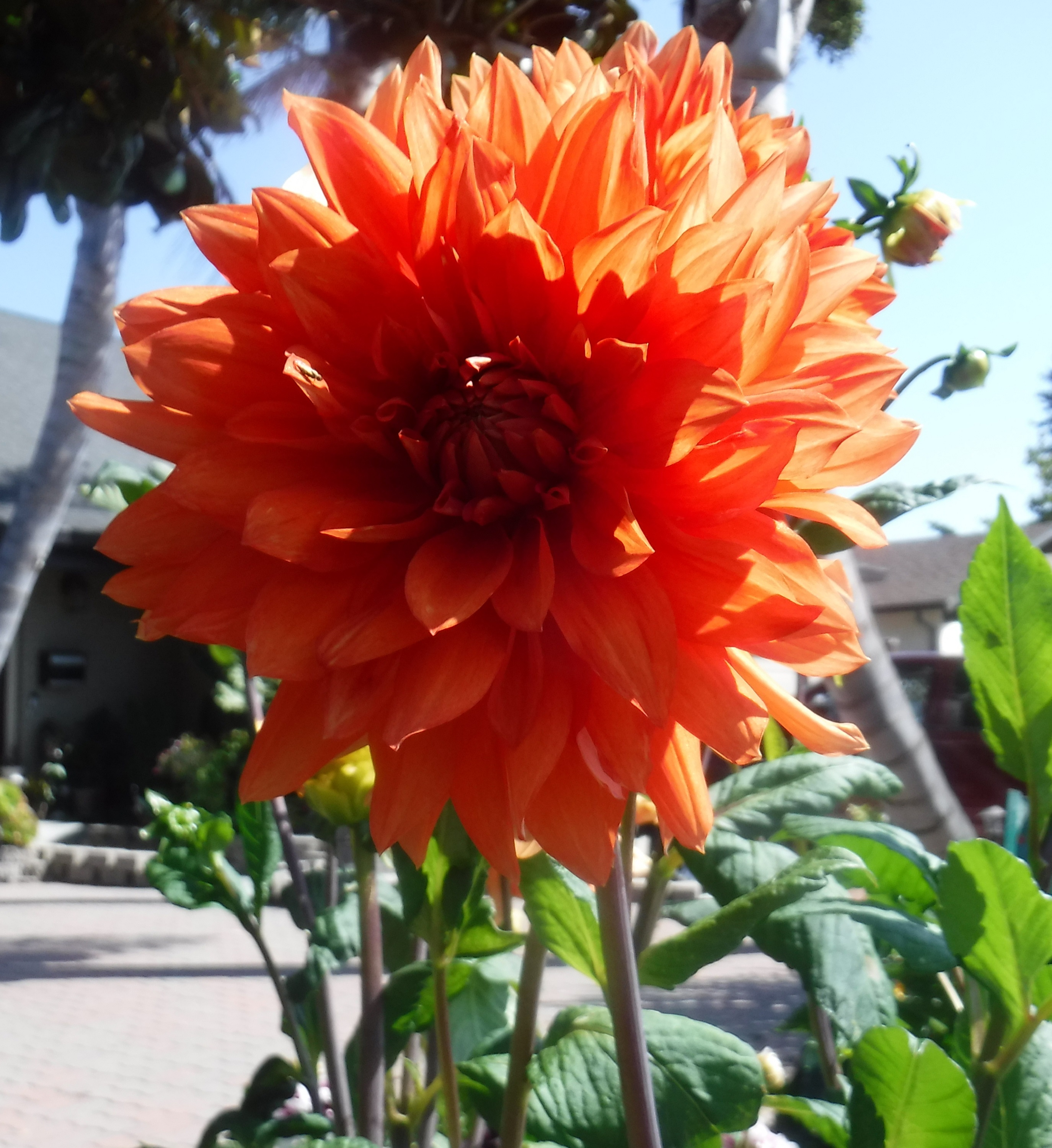 Photo taken by me 7-20-20