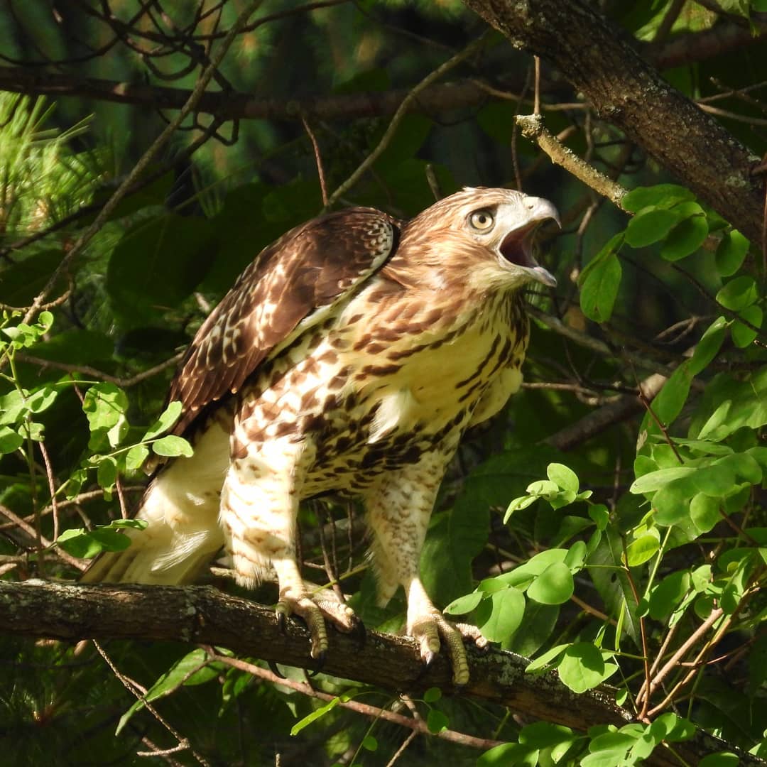 baby red tail hawk cream, by minx 267