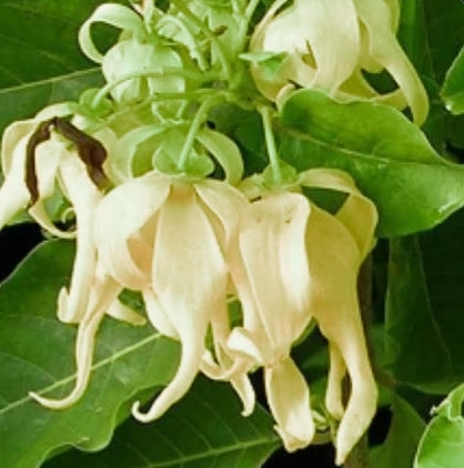 Ylang-ylang flower