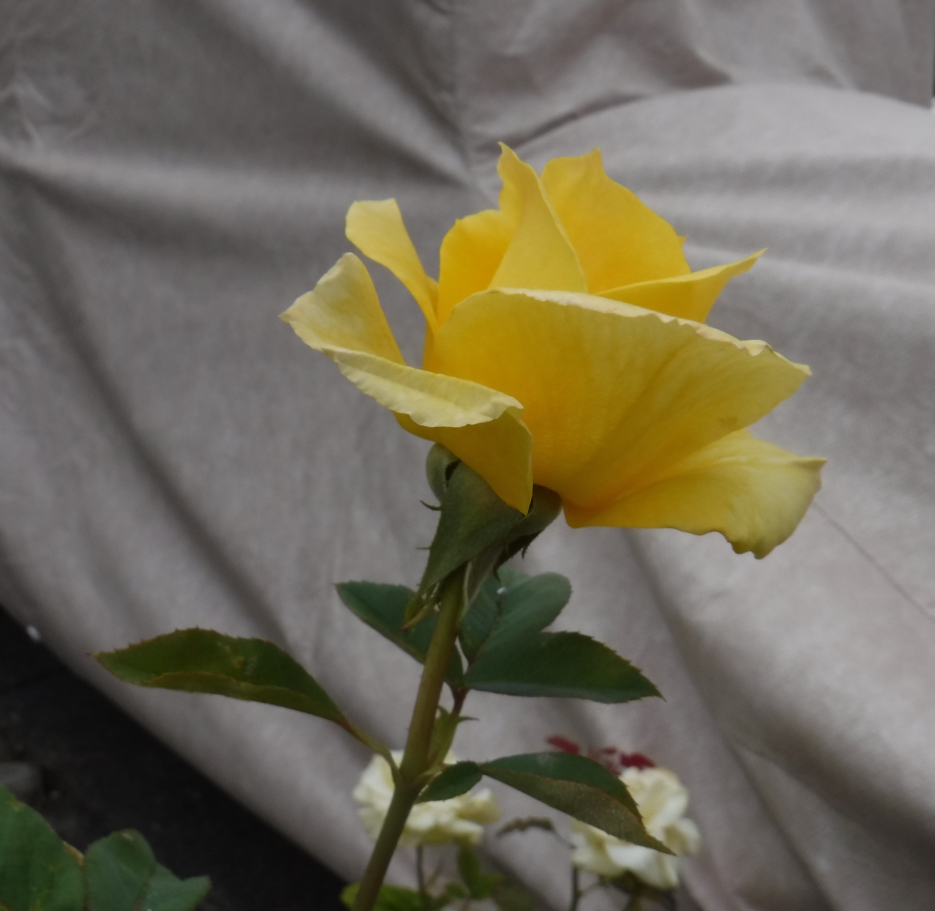 Photo taken by me 7-21-20 Photo taken by me 7-21-20