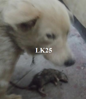 rat, caught, pluffy rat, caught, pluffy