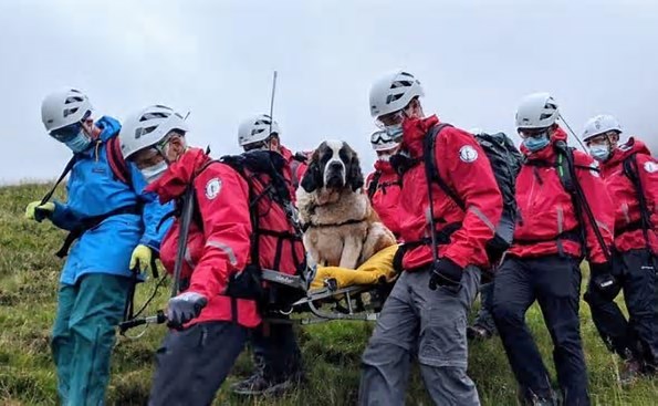 A volunteer group rescue a Saint Bernard in England
