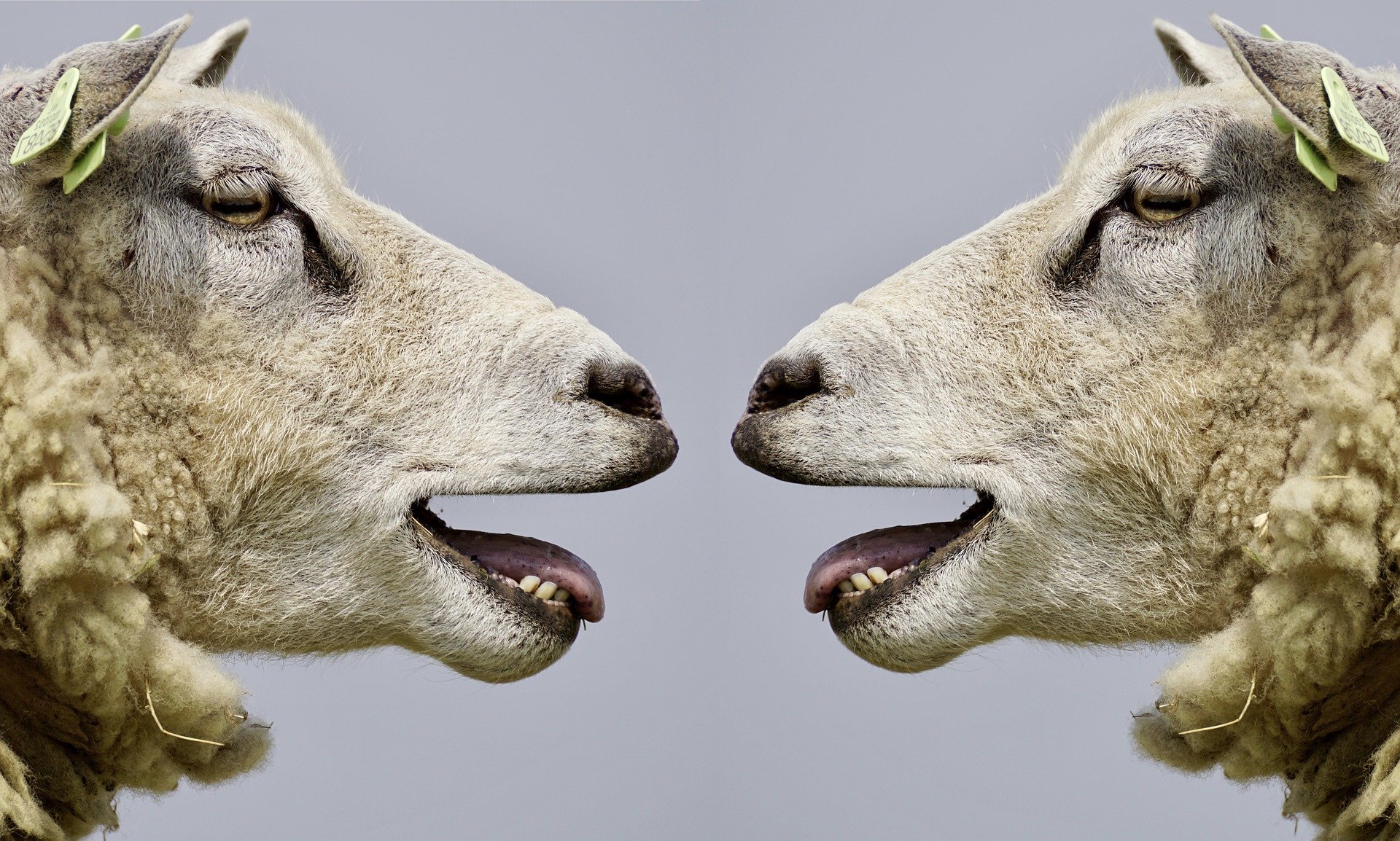 Do not be sheepish about communicating from the love in you to another person Do not be sheepish about communicating from the love in you to another person