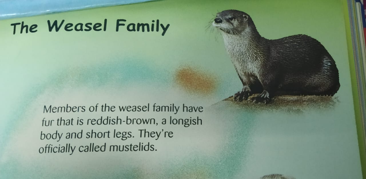 About Weasels and linkages