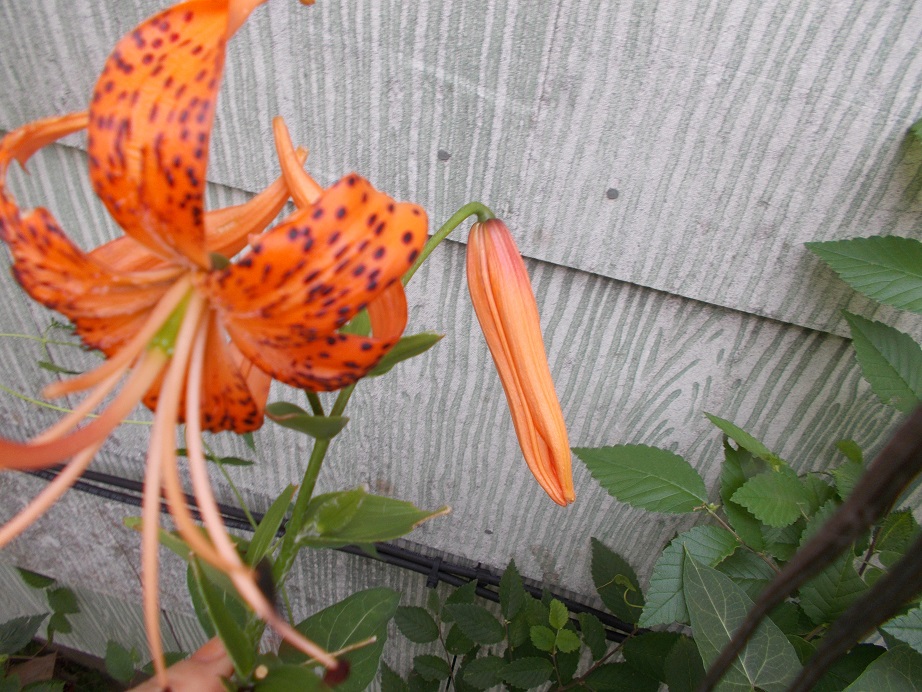 tiger lily in Florence tiger lily in Florence
