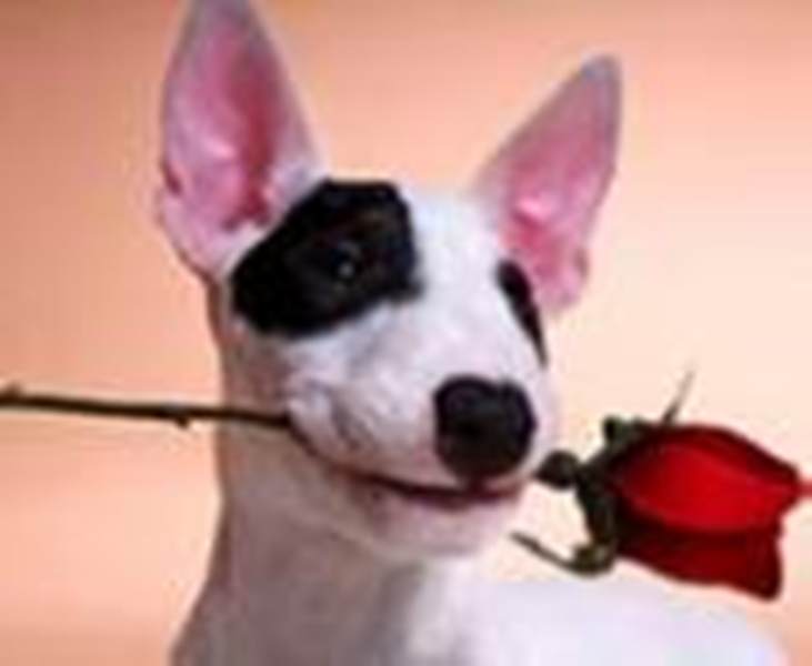 Romantic - It's a romantic dog with flower in the mouth, ready to propose ?