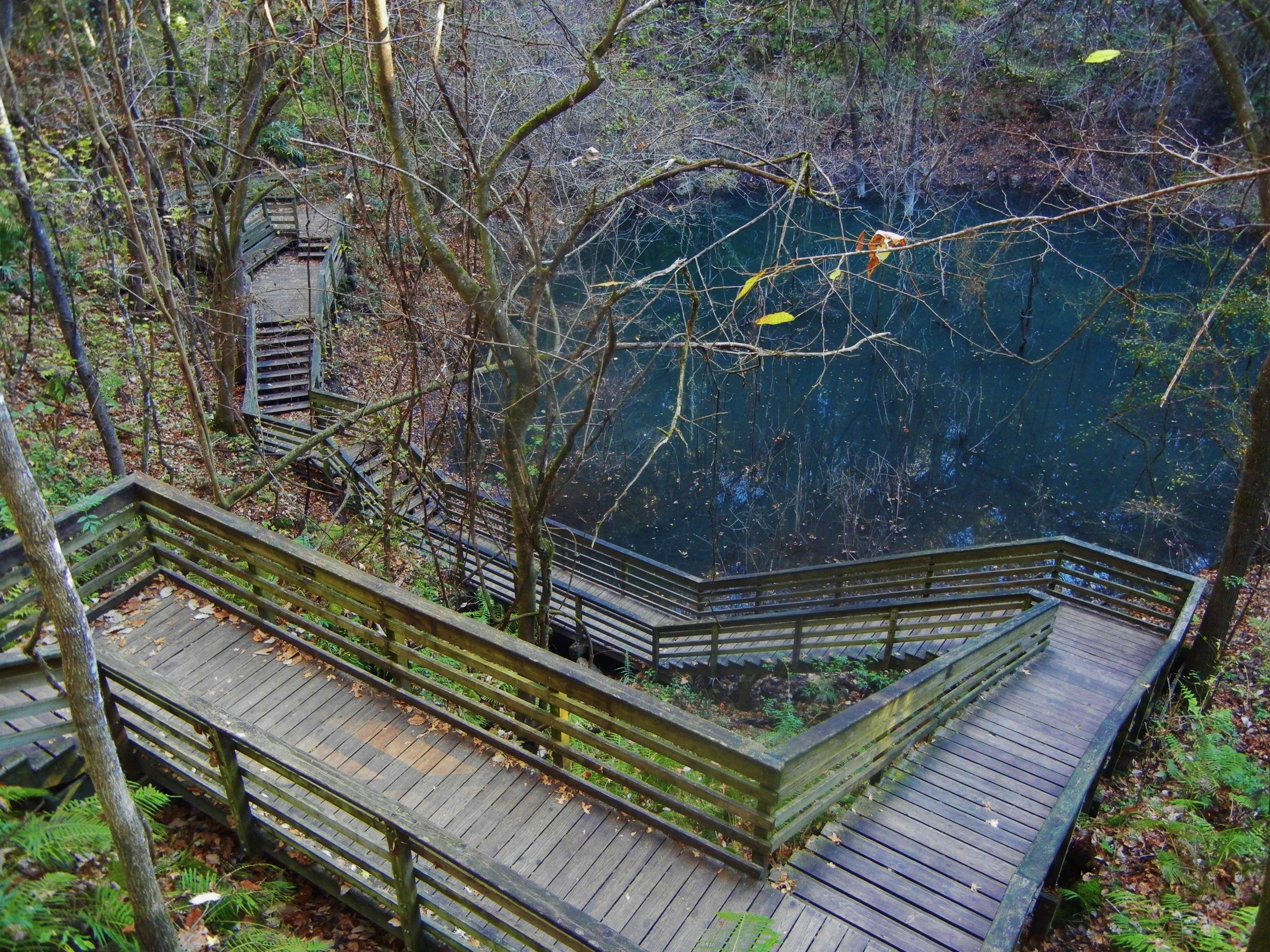 Descend into Wonder: Exploring Devil's Millhopper Geological State Park