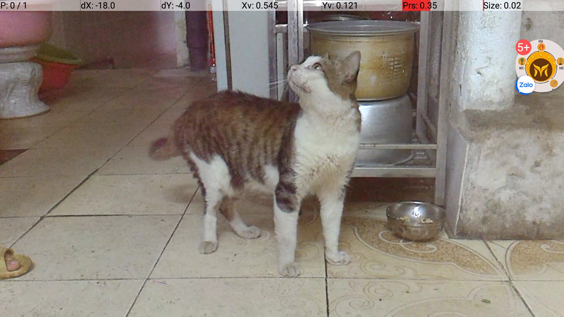 My cat My cat