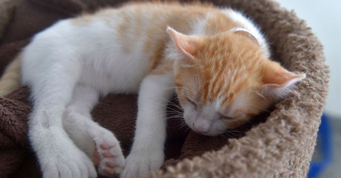A small kitten that was rescued by a charter boat owner in Alabama A small kitten that was rescued by a charter boat owner in Alabama