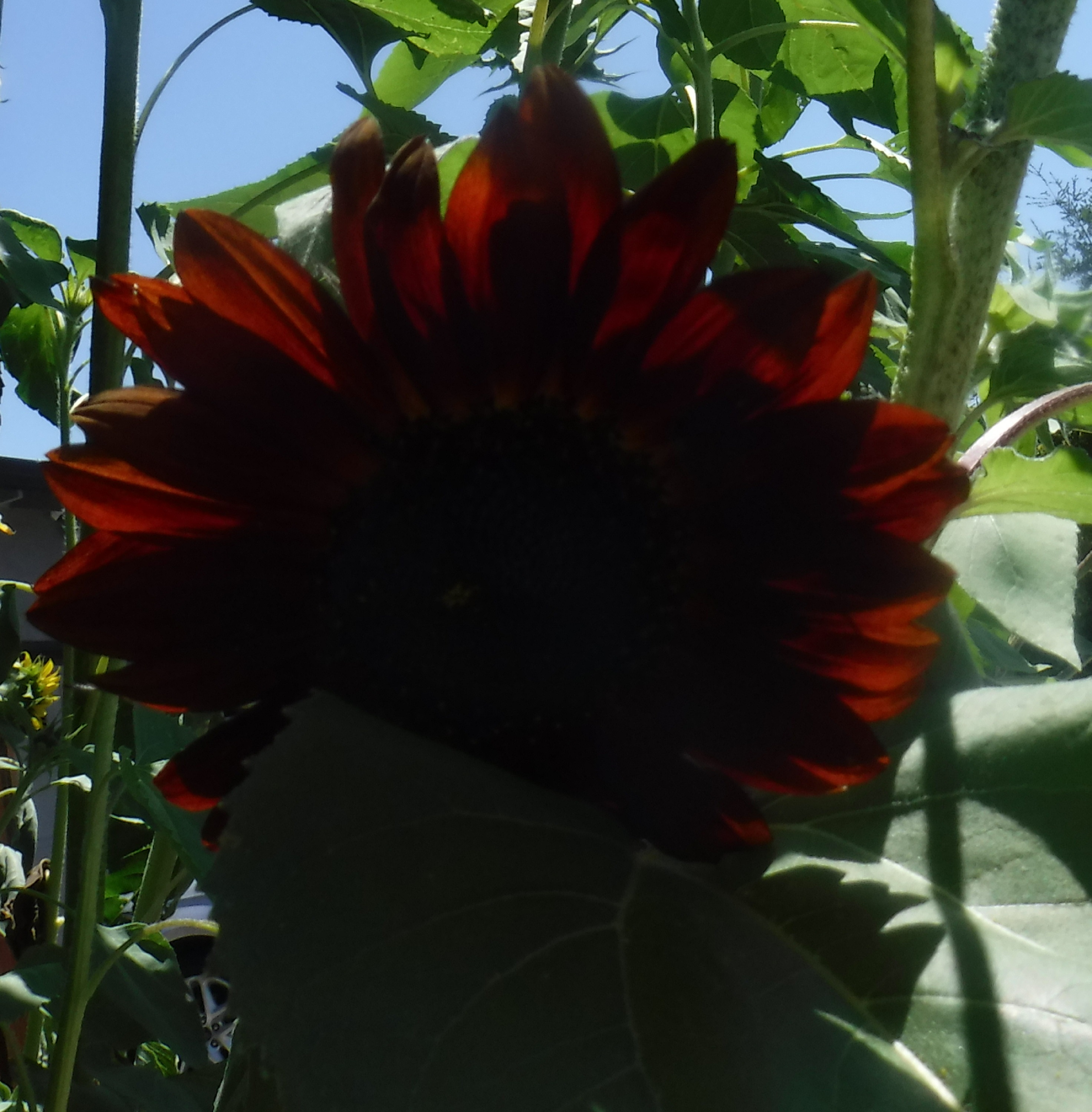 Photo of neighbor's sunflower I took with wrong light