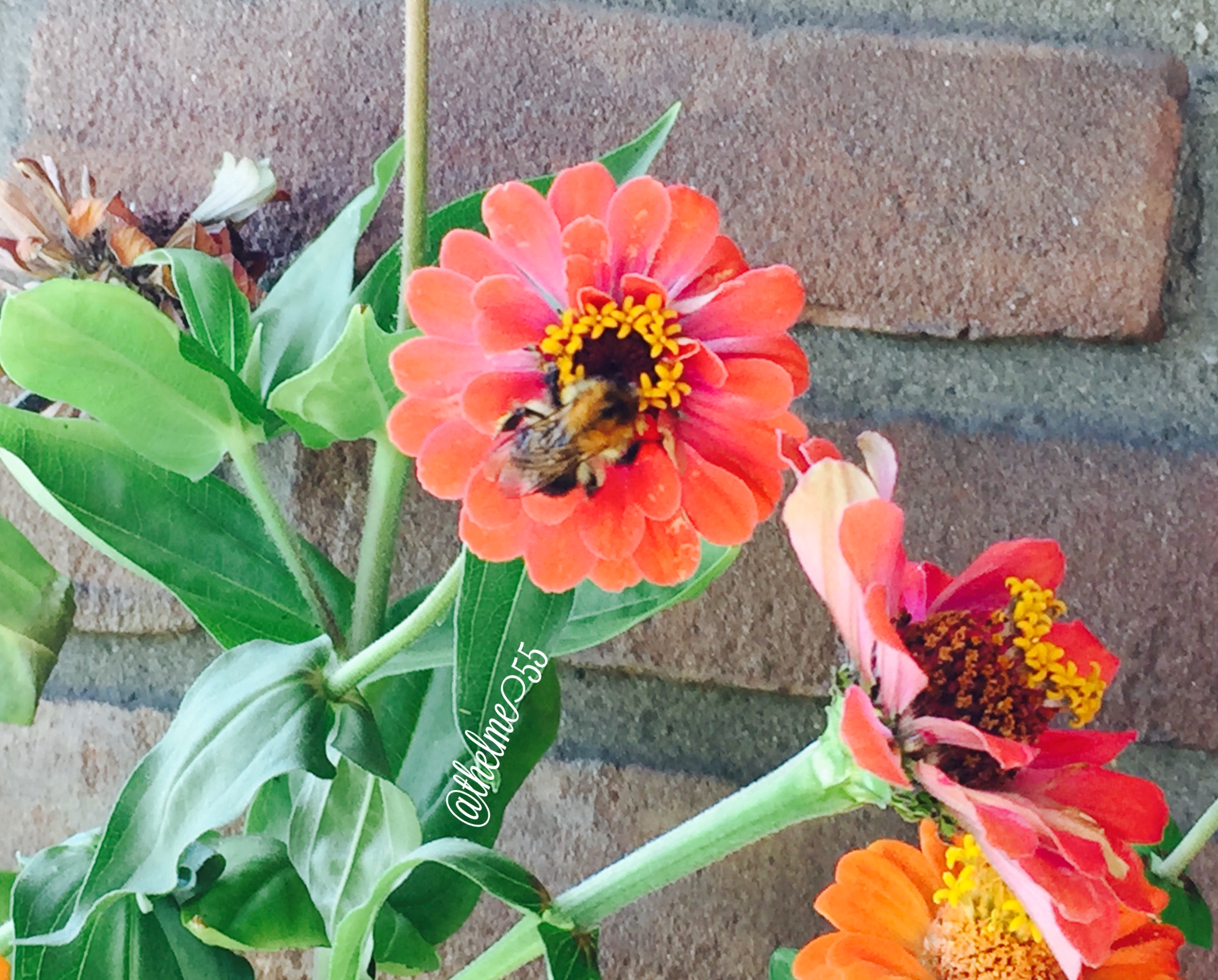 Zinnias and bumblebee Zinnias and bumblebee