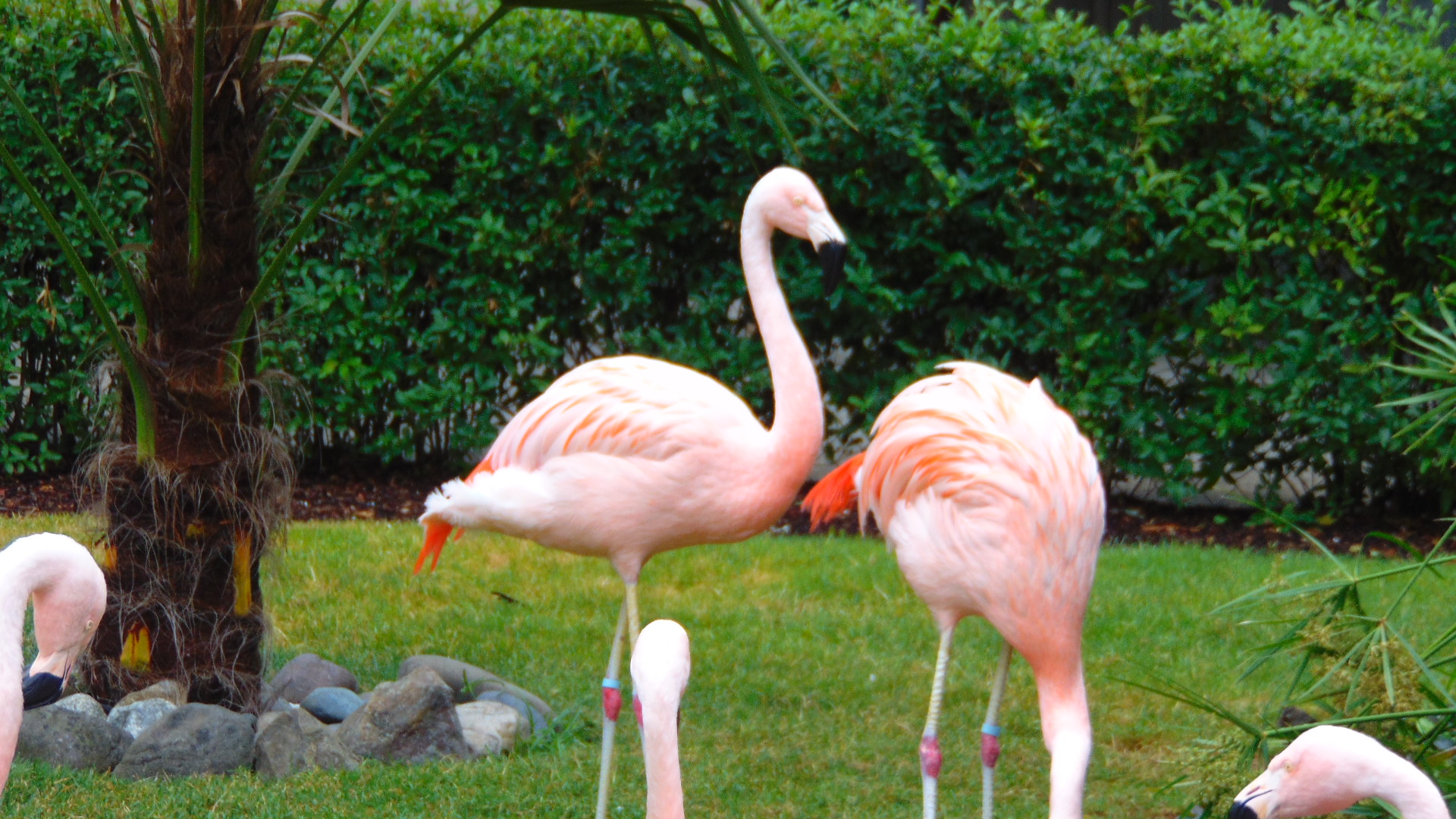 zoo