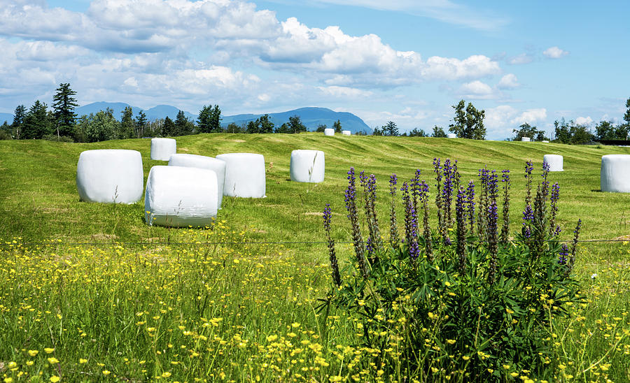 Round hay bales. Courtesy of fine Arts America.