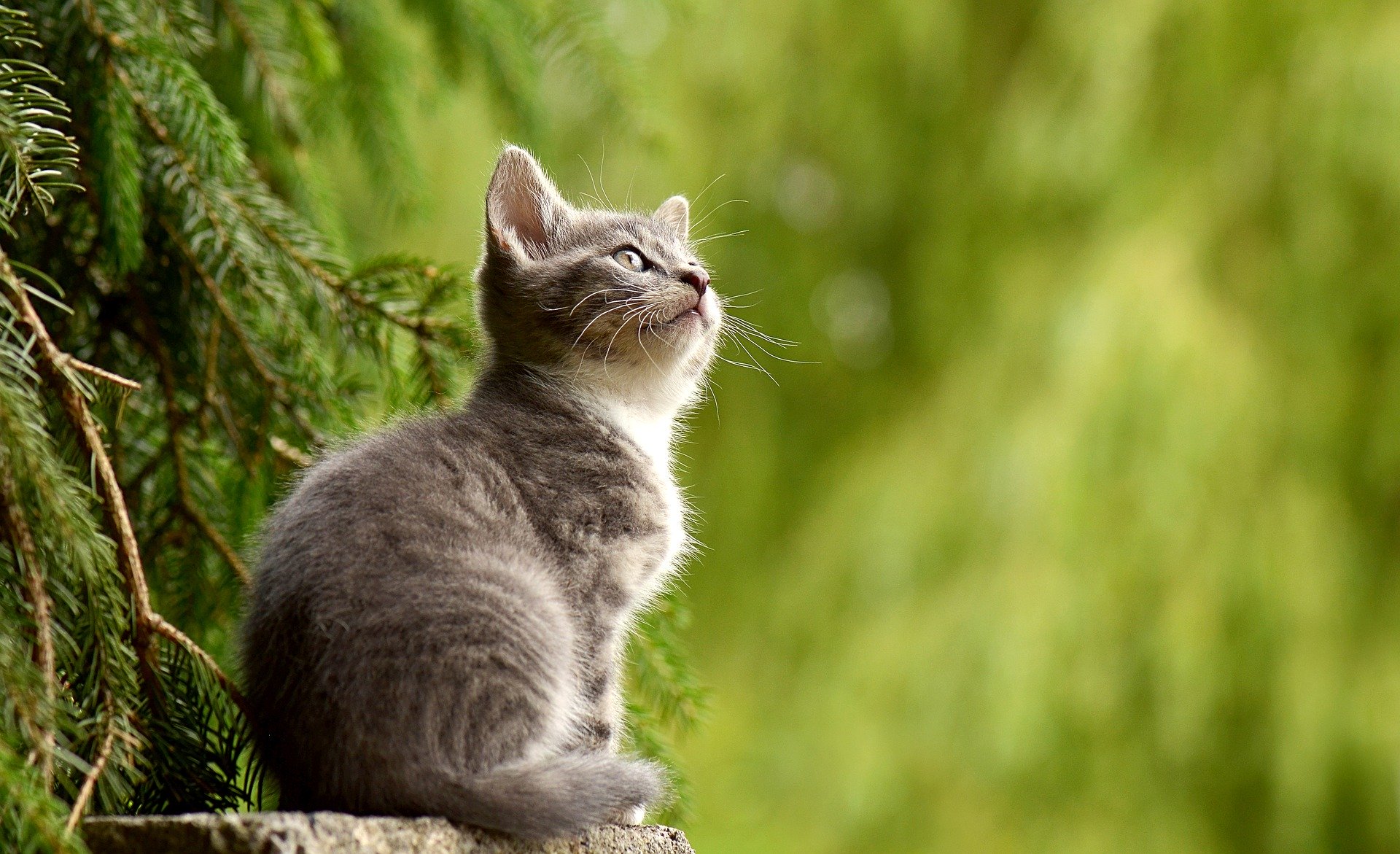 The cats silence knew more than it showed in its silence The cats silence knew more than it showed in its silence