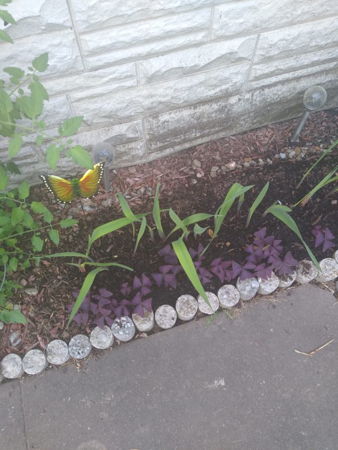 Gladiolas and Oxalis. Photo is mine.