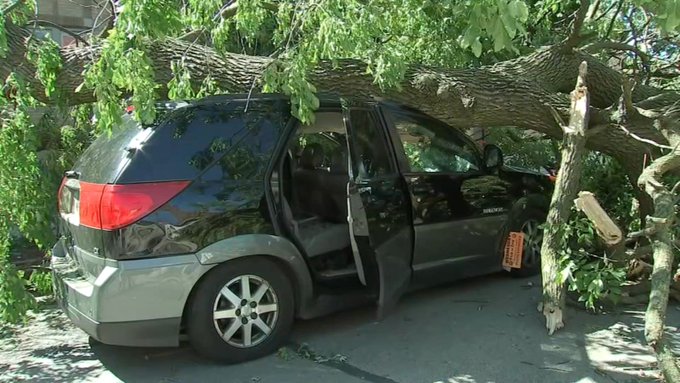 A tree that fell on top of auto in Albany Park Illinois on Monday afternoon A tree that fell on top of auto in Albany Park Illinois on Monday afternoon