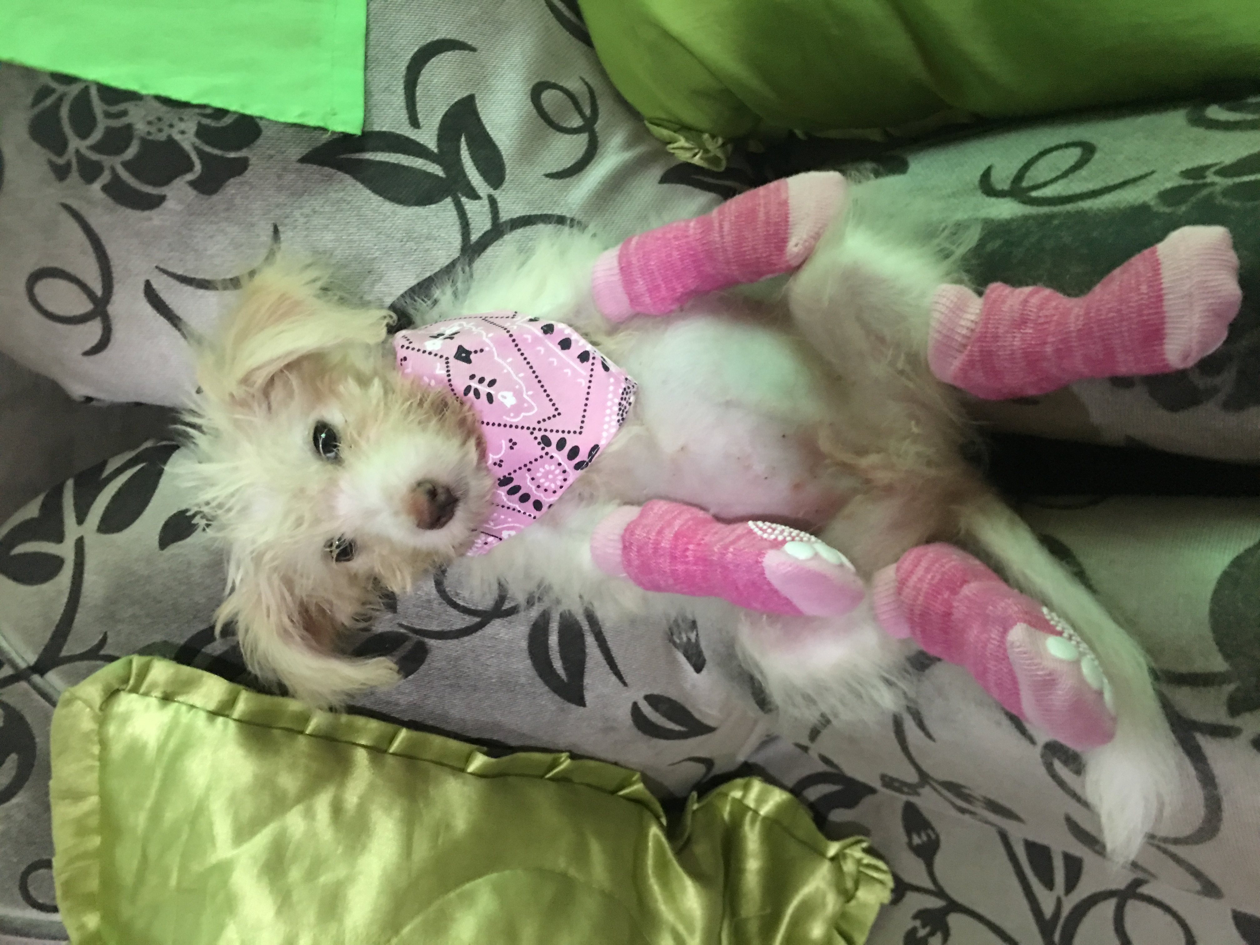 Our Dog Moira
