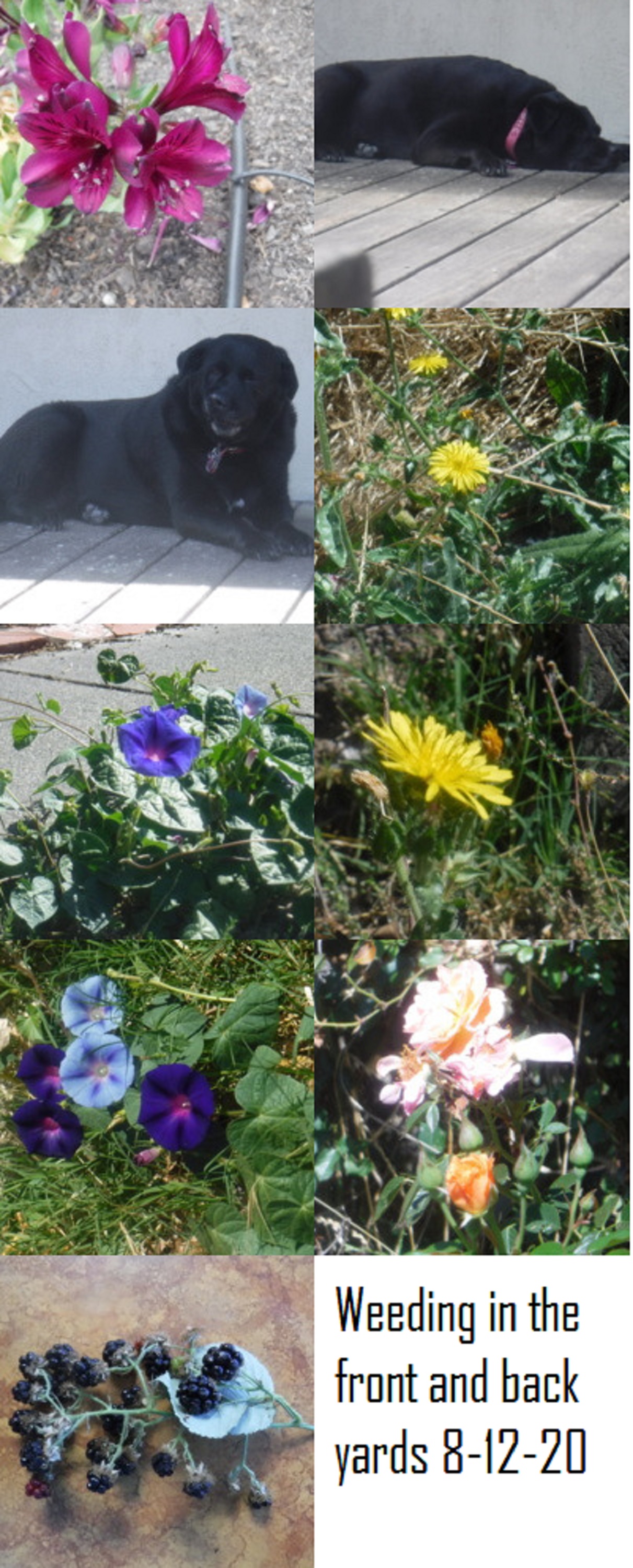 Photo collage I made with a photo from our walk and Photo collage I made with a photo from our walk and