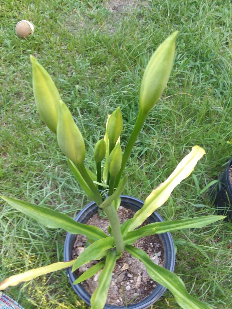 Lily buds Lily buds