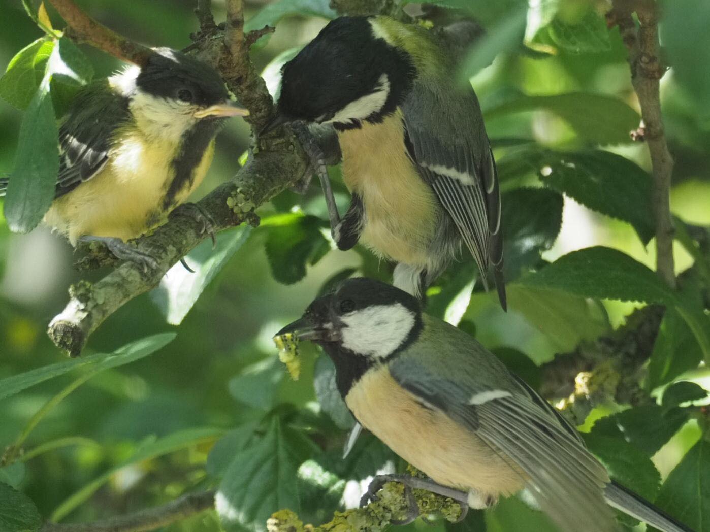  The image is showing of a family of Great Tits feeding their offspring in our plumtree from May 2020.