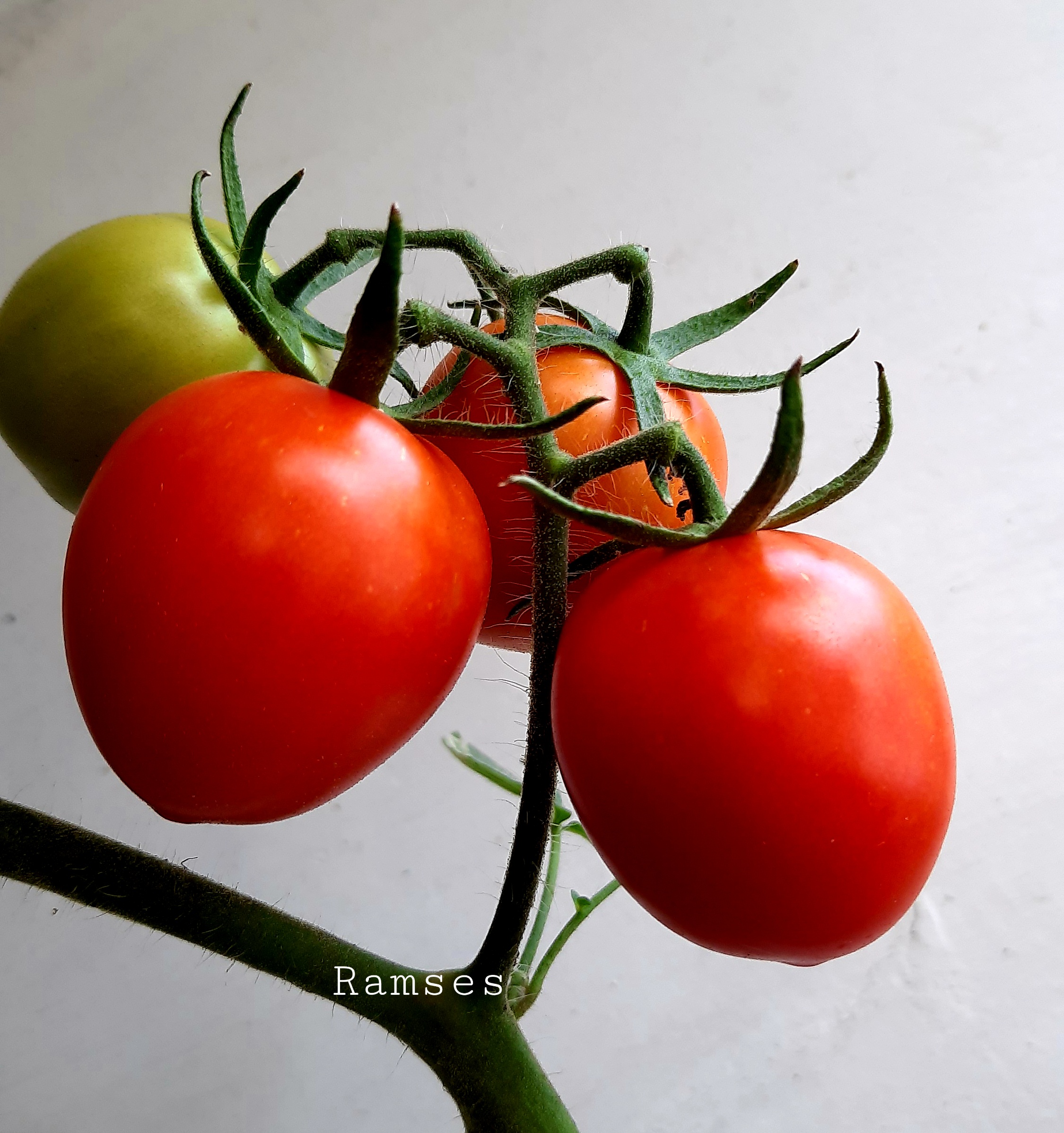 Fresh Tomatoes