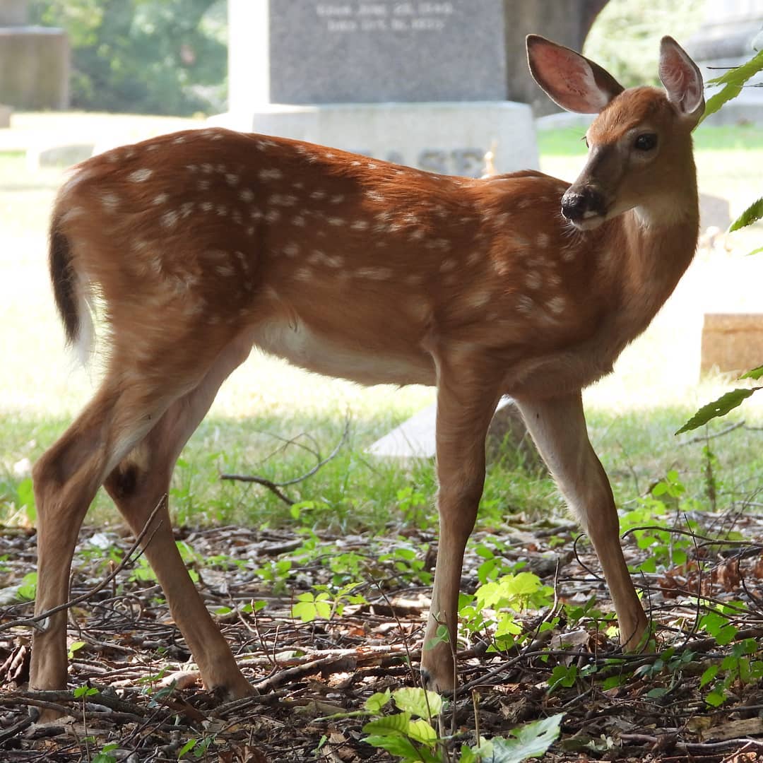 White tail fawn by minx267