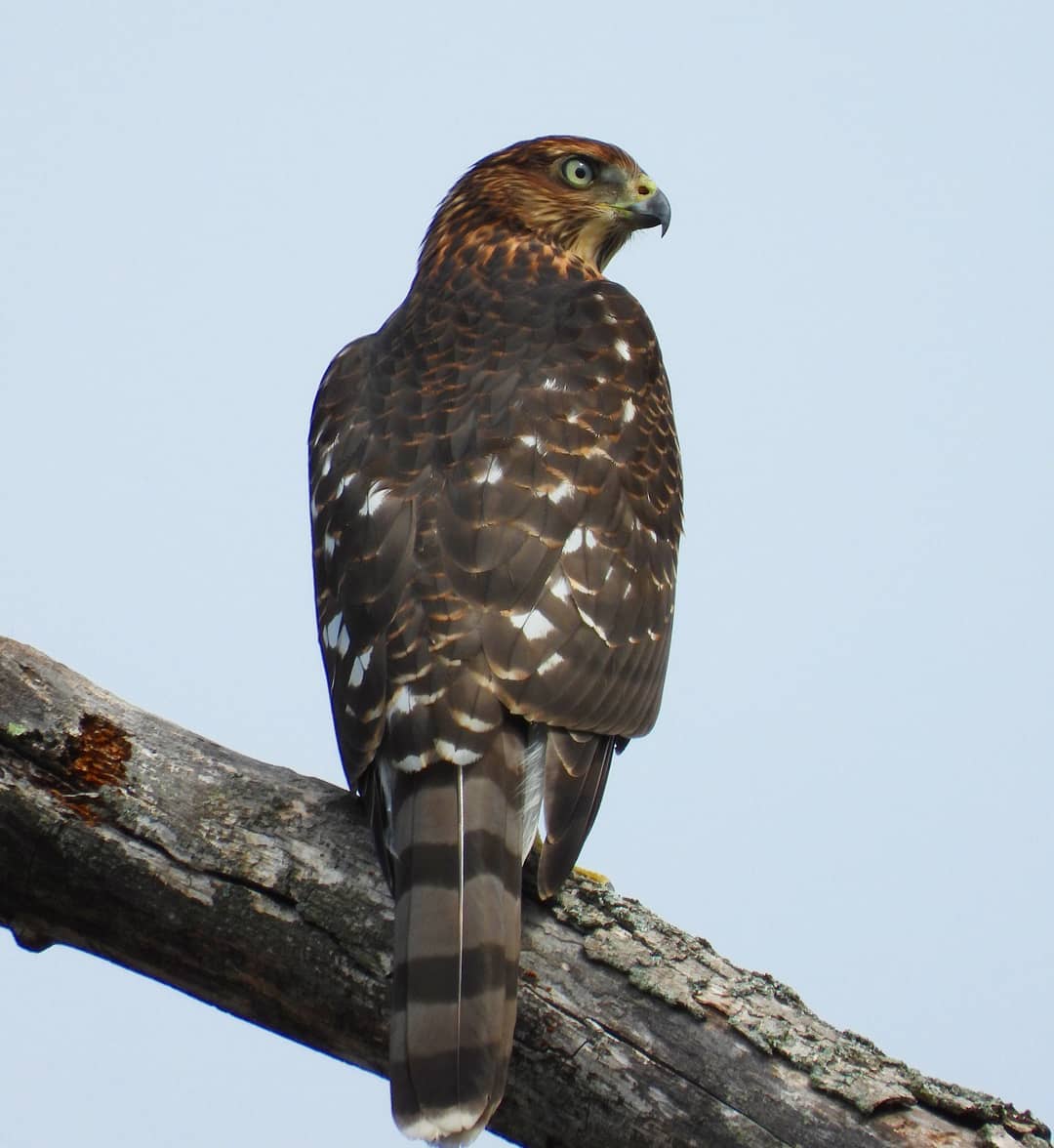 Juvenile Coopers hawk by minx267