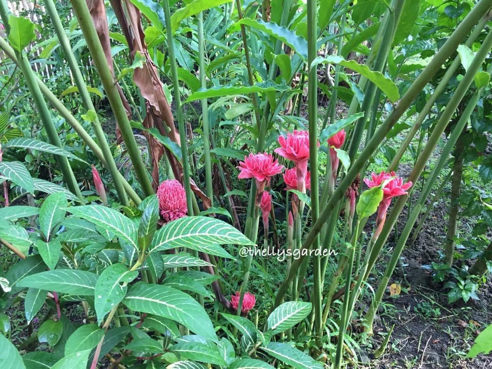Torch ginger plants