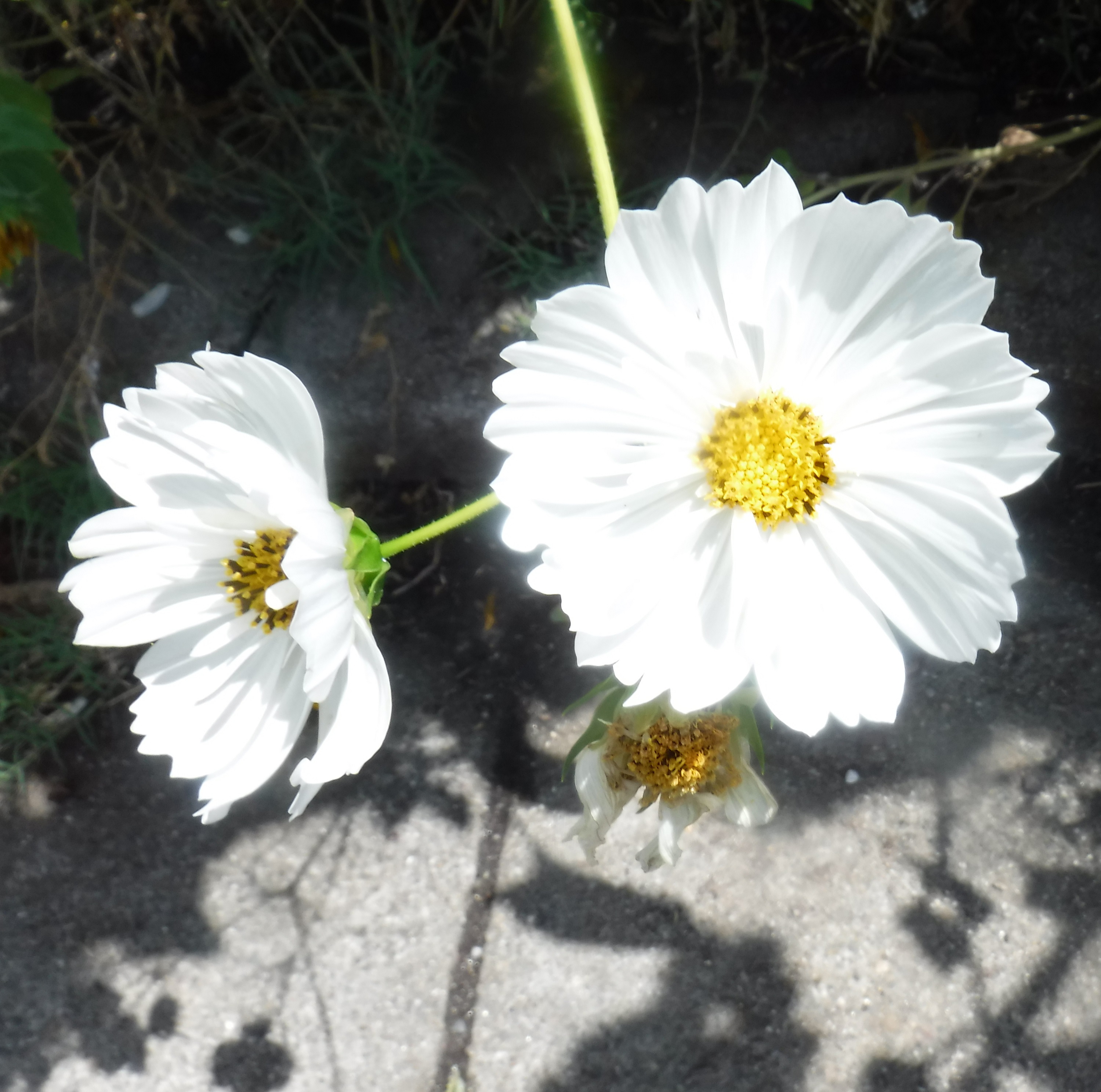 Photo taken by me 8-18-20 Photo taken by me 8-18-20