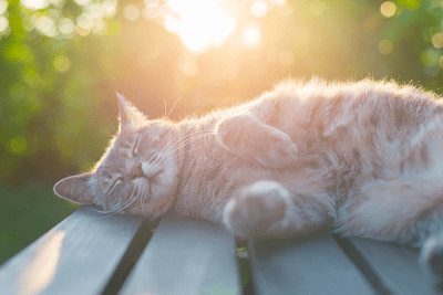 https://www.whiskasindonesia.com/panduan-memberi-makan/1-plus-tahun/merawat/membuat-musim-panas-menyejukkan-untuknya