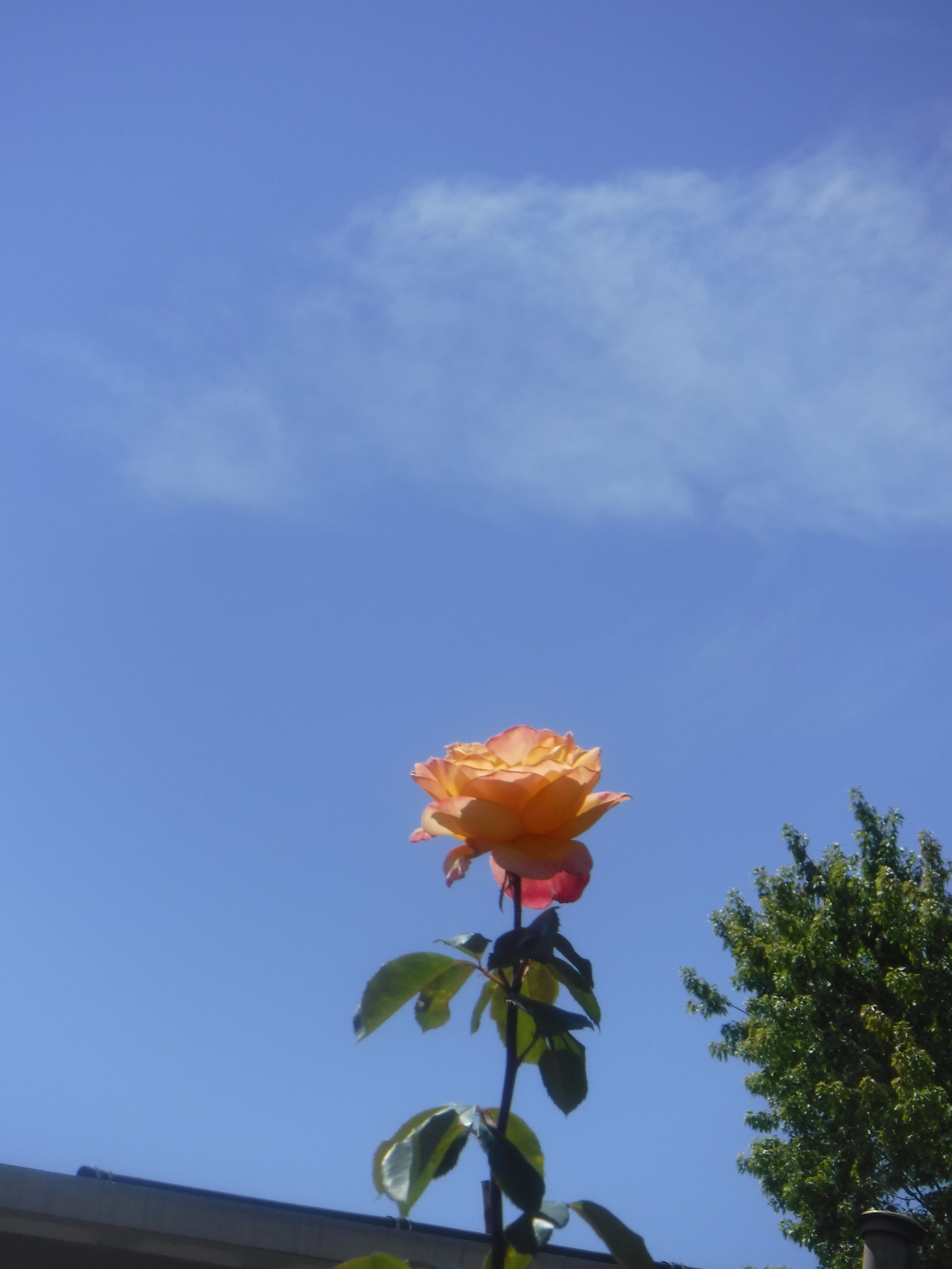 Photo taken by me 8-13-20 Photo taken by me 8-13-20