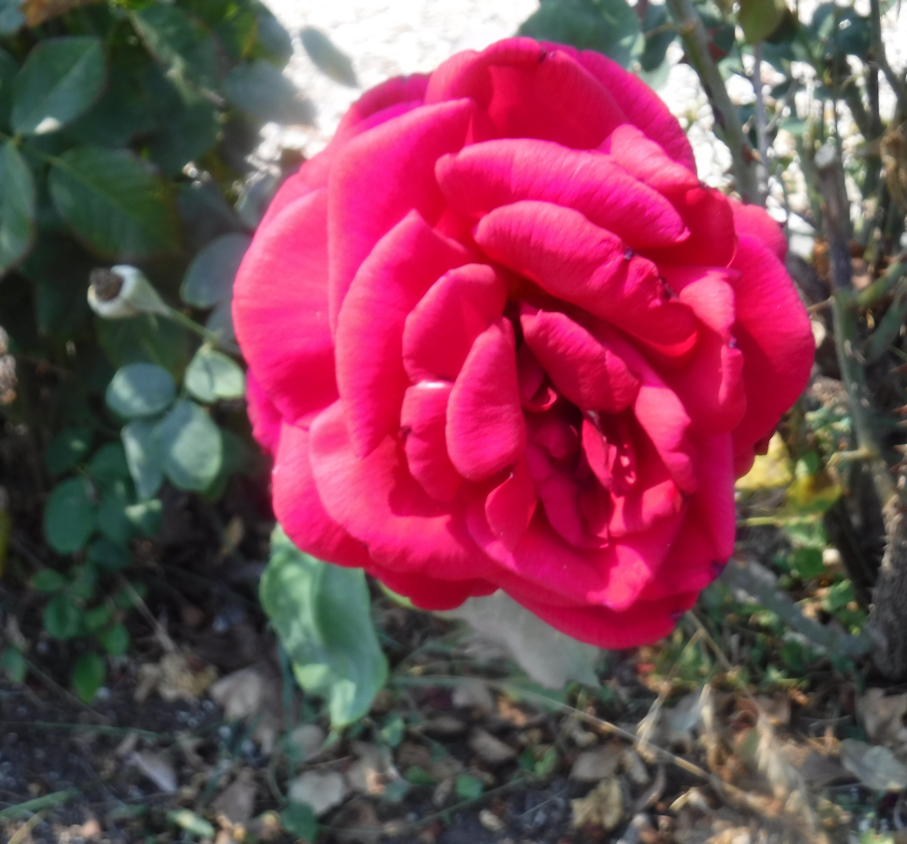 Photo taken by me 8-21-20 Photo taken by me 8-21-20