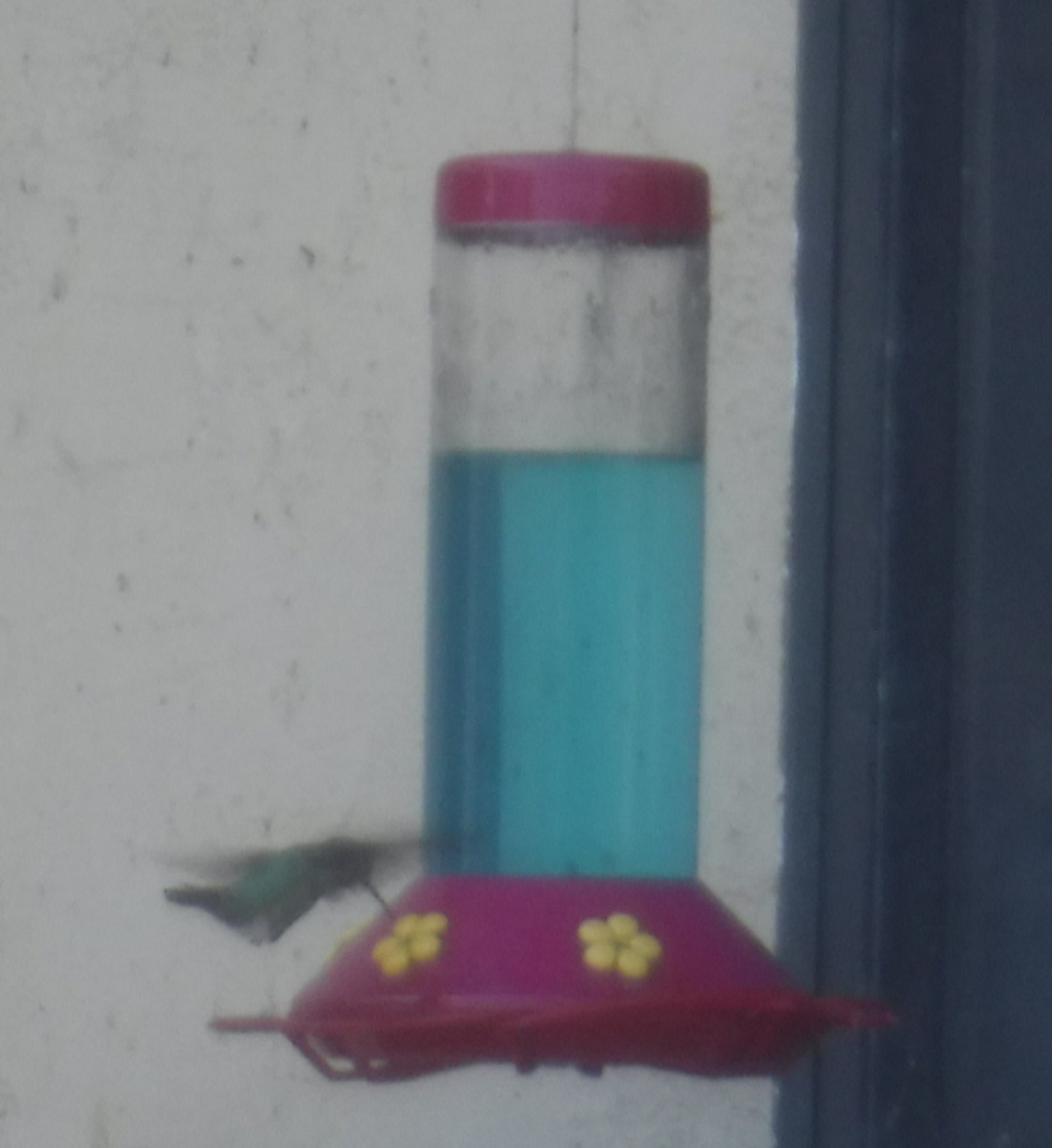 Photo I took of a hummingbird while in the backyard Photo I took of a hummingbird while in the backyard