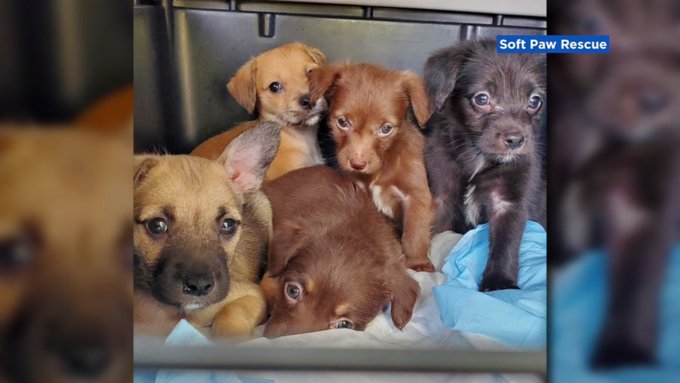 Five puppies that were rescued at a Wal Mart in California Five puppies that were rescued at a Wal Mart in California