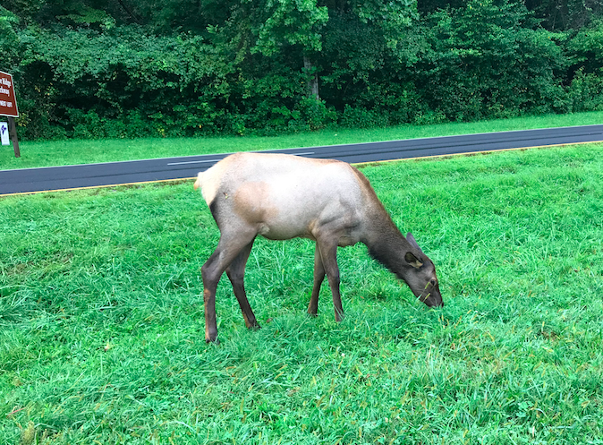 Elk in the median at the Smokemont entrance to the Smokies. Photo taken by and the property of FourWalls. Elk in the median at the Smokemont entrance to the Smokies. Photo taken by and the property of FourWalls.