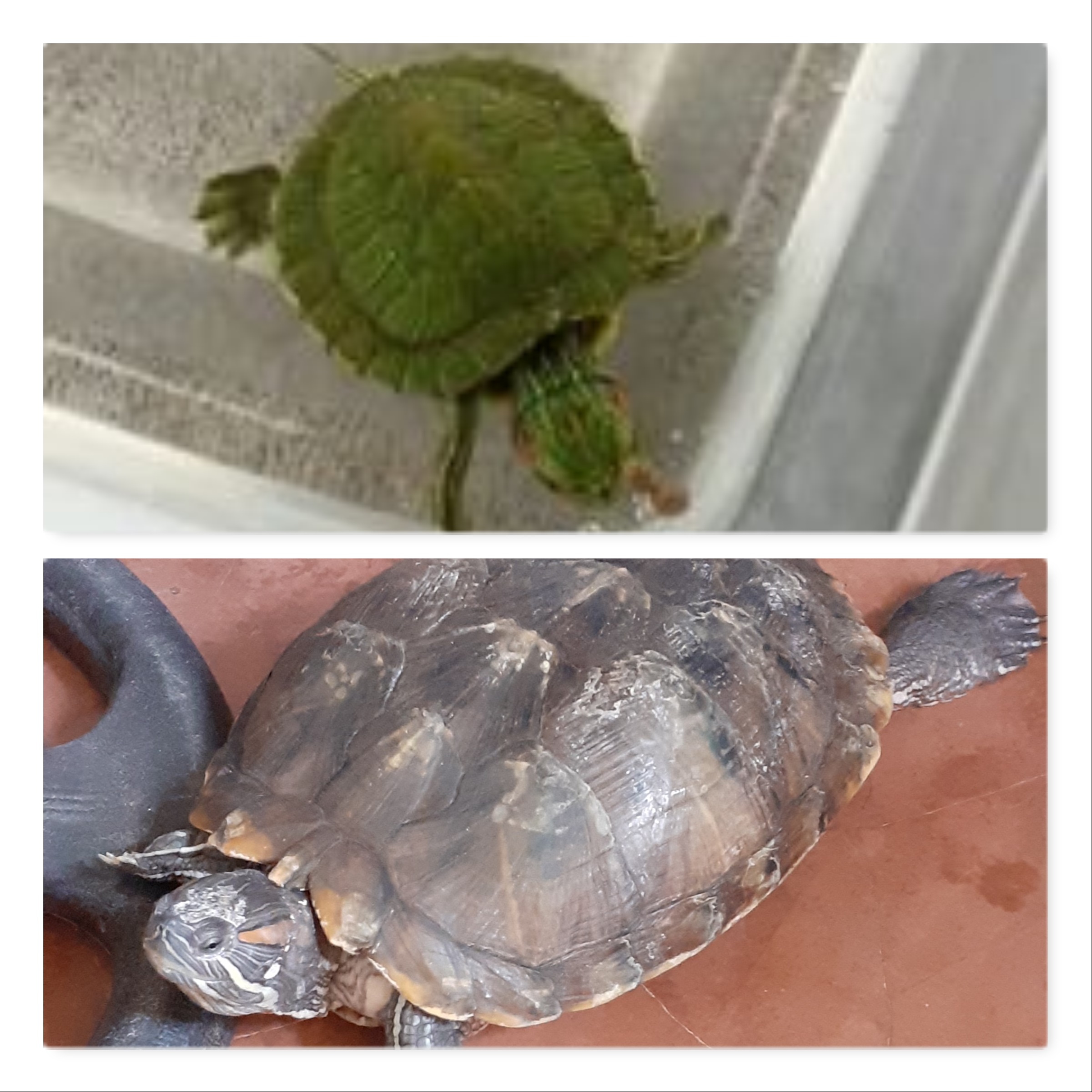 Michael, the turtle