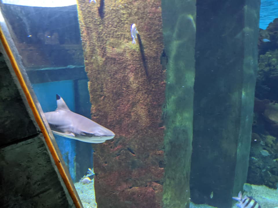 Shark at Blue Reef Aquarium Shark at Blue Reef Aquarium