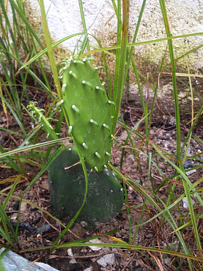 prickly pear cactus