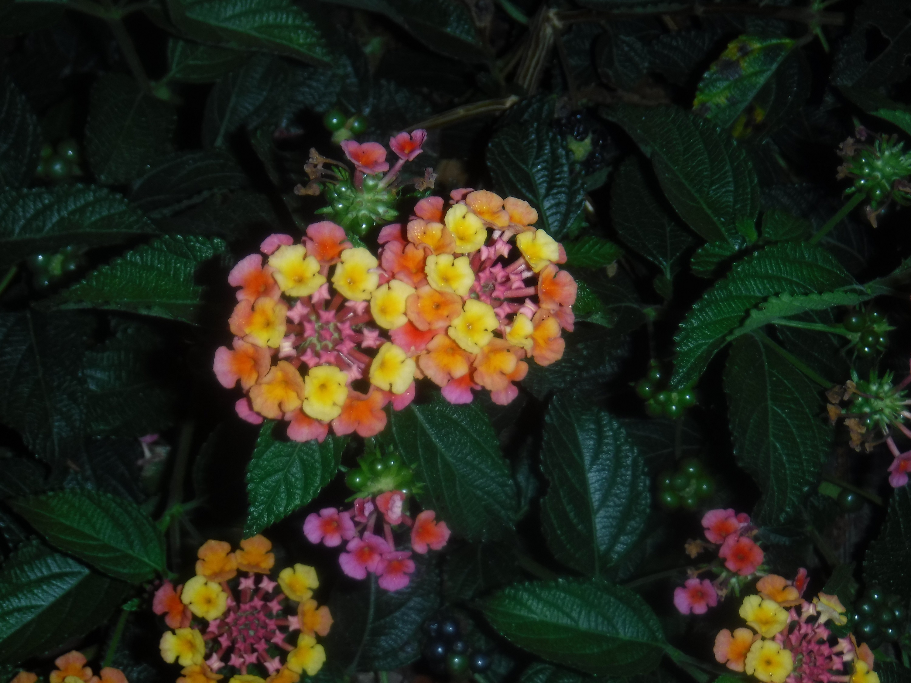 Photo taken by me on early morning walk with Angel 9-2-20