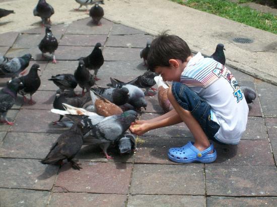 Feeding the Birds Feeding the Birds
