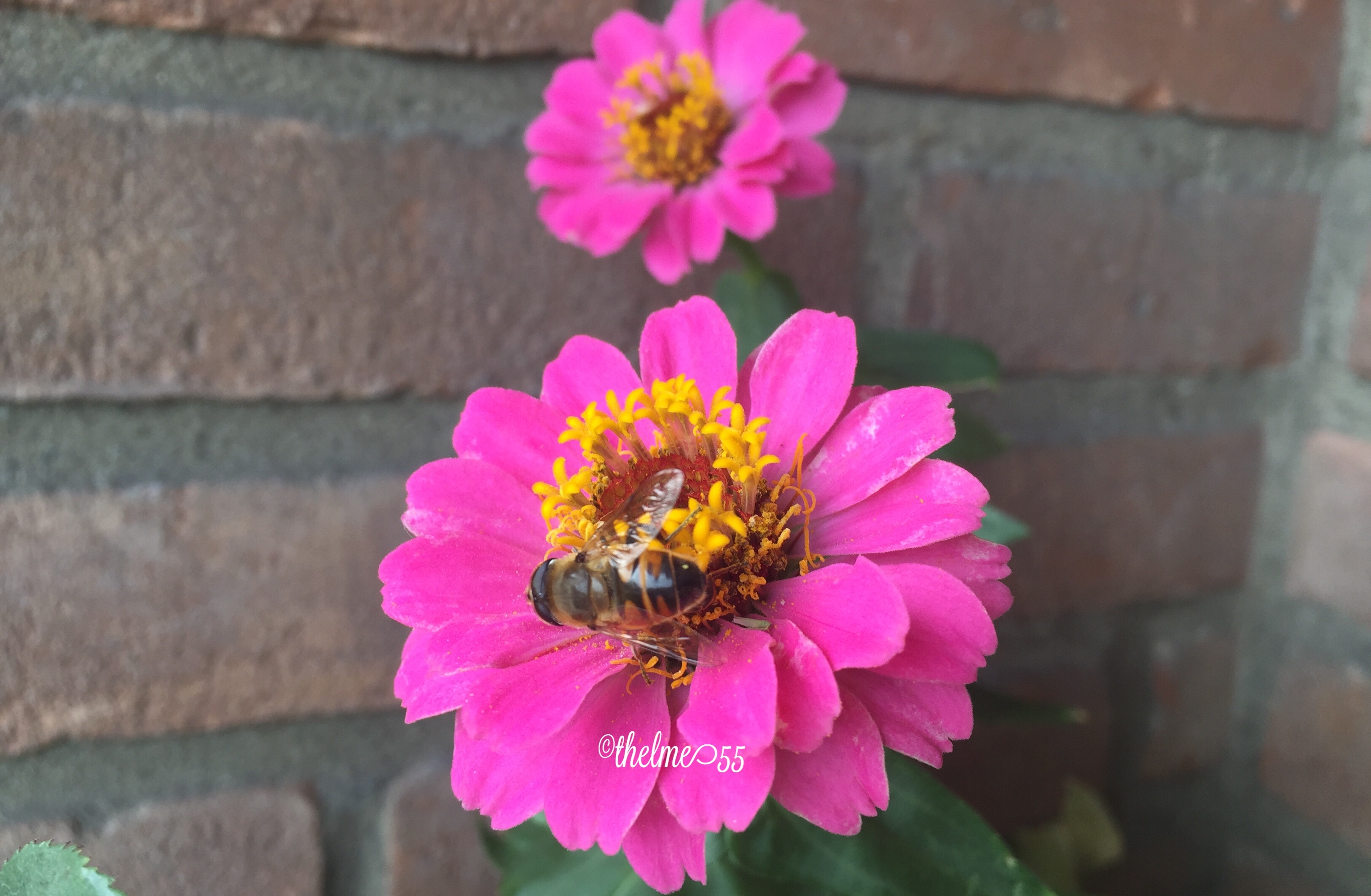 Zinnias Zinnias