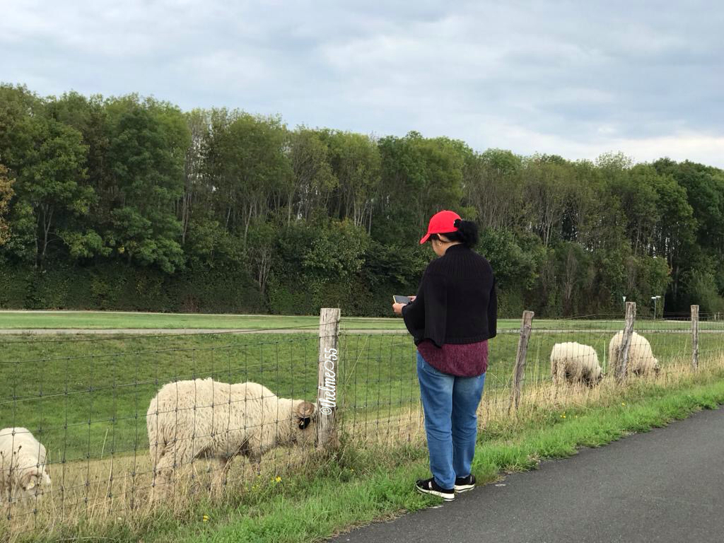 Me taking photos of the sheep