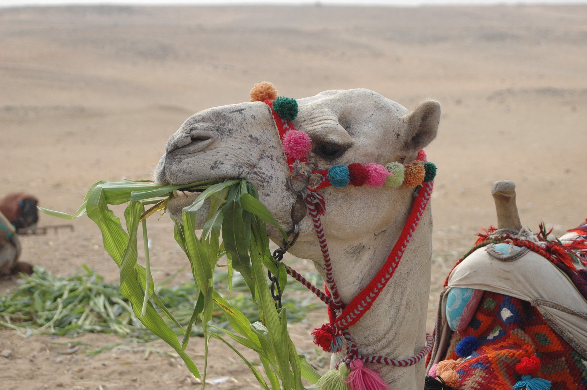 The camel enjoyed the break in the oasis too The camel enjoyed the break in the oasis too