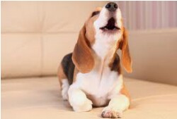 howling dog howling dog