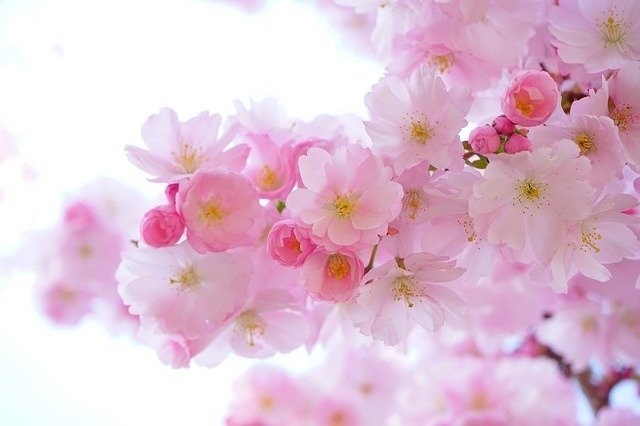 flowers flowers