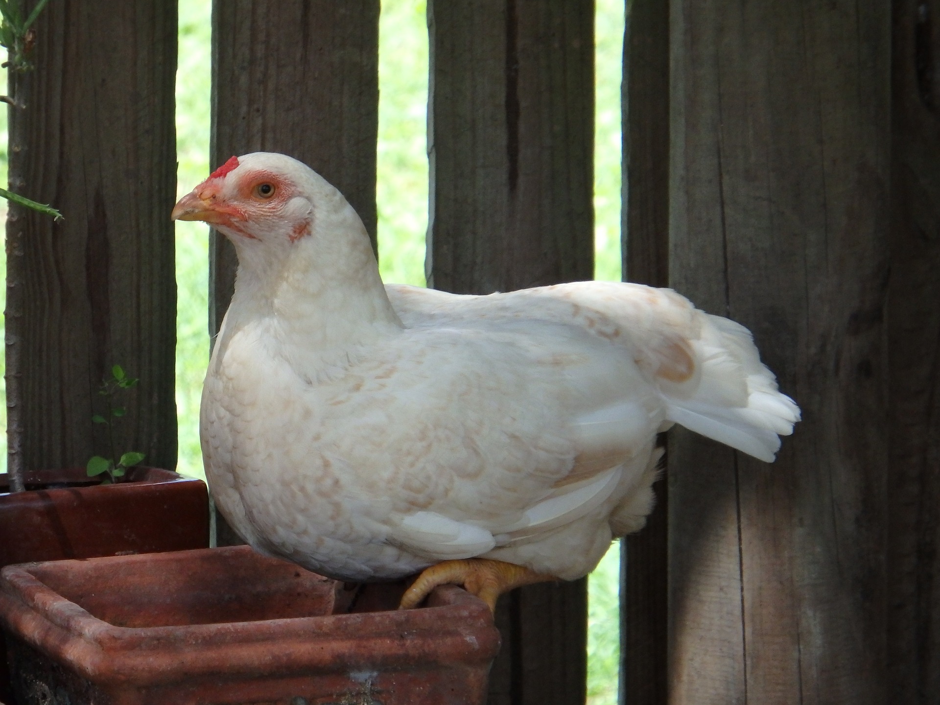 Do not be too chicken to lay your own eggs or to fetch them if you are a rooster Do not be too chicken to lay your own eggs or to fetch them if you are a rooster