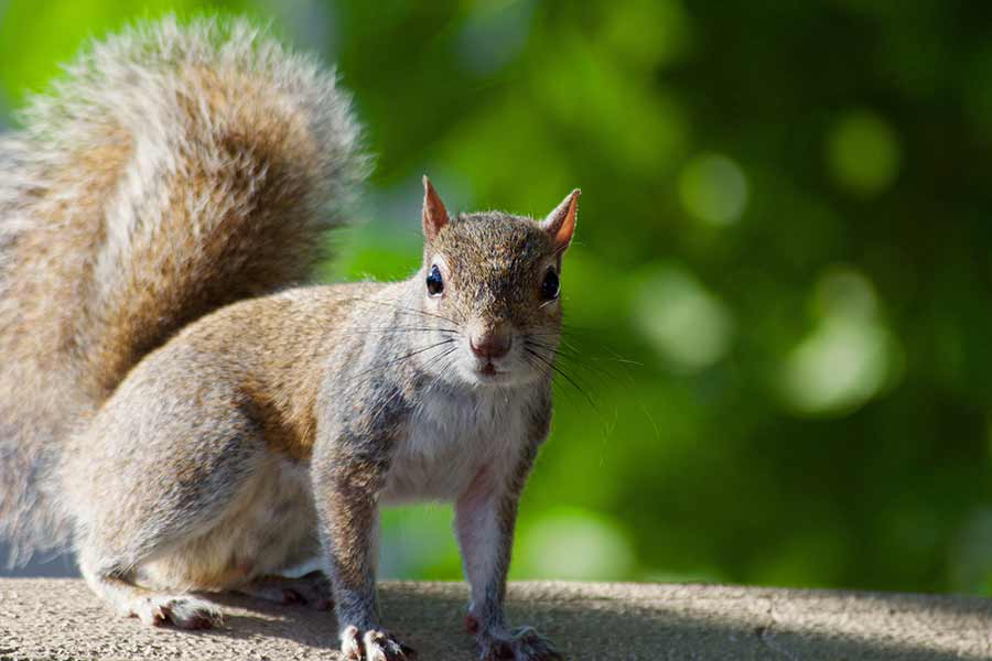 Squirrel Squirrel