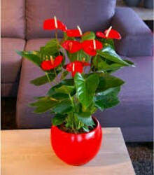 anthurium anthurium