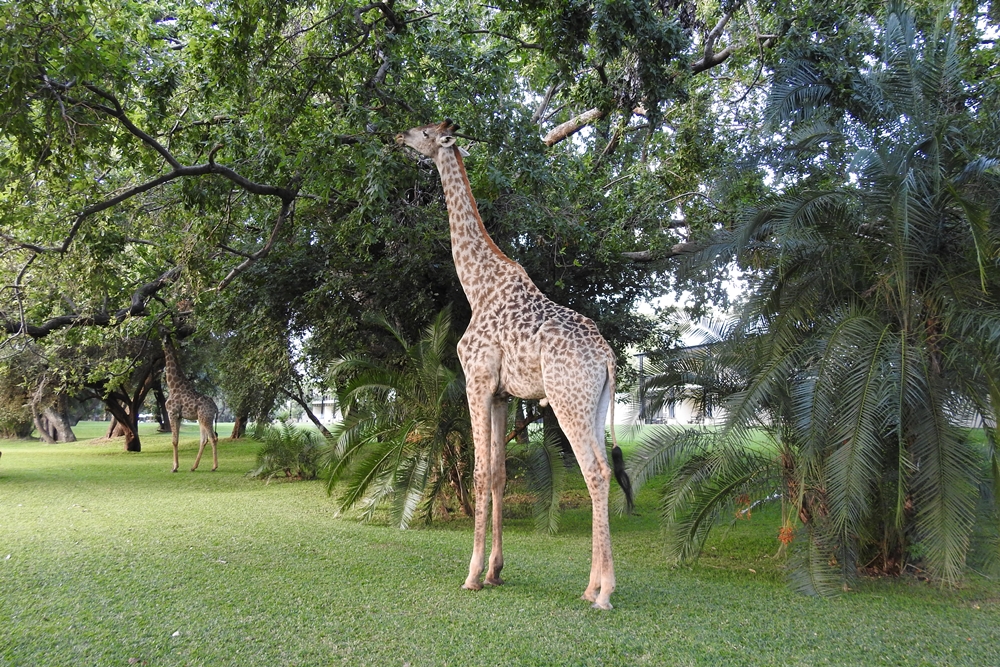 Giraffe at Royal Livingstone Hotel