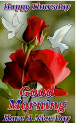 morning morning